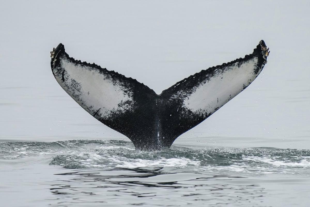 humpback whale tail Iceland