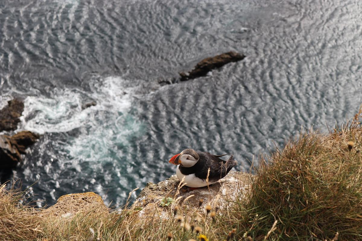 Latrabjarg puffins cliff Iceland